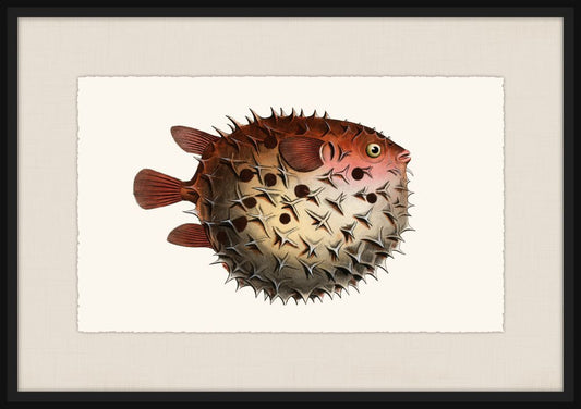 Bloch's Ichtyologie IV