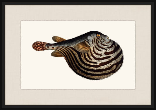 Bloch's Ichtyologie V