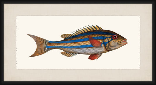 Bloch's Ichtyologie VI