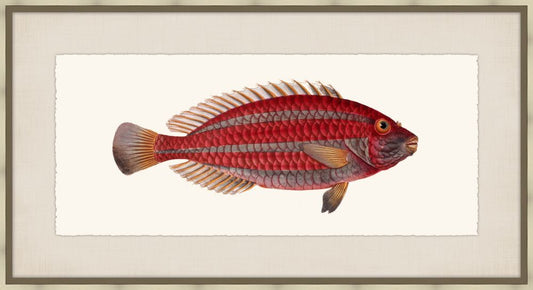 Bloch's Ichtyologie VII