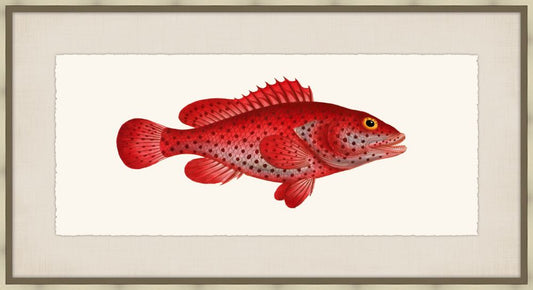 Bloch's Ichtyologie VIII