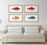 Bloch's Ichtyologie IX