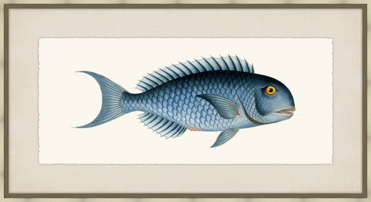 Bloch's Ichtyologie IX