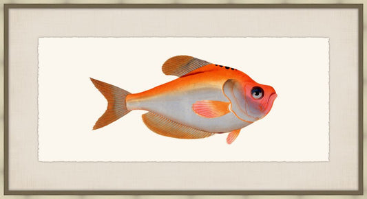 Bloch's Ichtyologie X