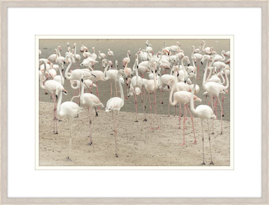 Gathering of Flamingos I