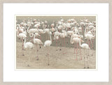 Gathering of Flamingos I