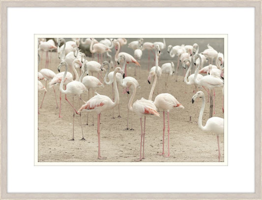 Gathering of Flamingos II