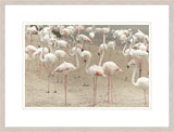 Gathering of Flamingos II