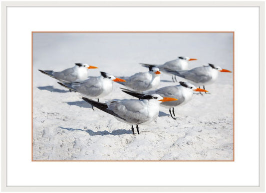 Royal Terns I