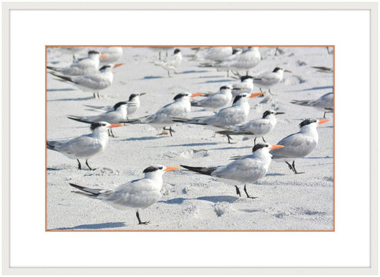 Royal Terns II