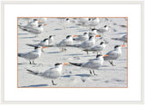 Royal Terns II