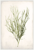 Bradbury Sea Grass VI Green