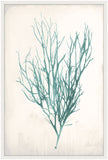 Bradbury Sea Grass VI Teal Petite