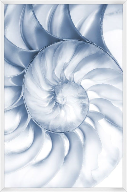 Nautilus Within II