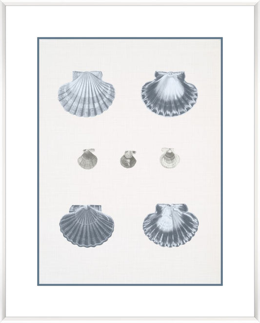 Voyage Coquilles I