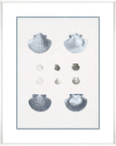 Voyage Coquilles III