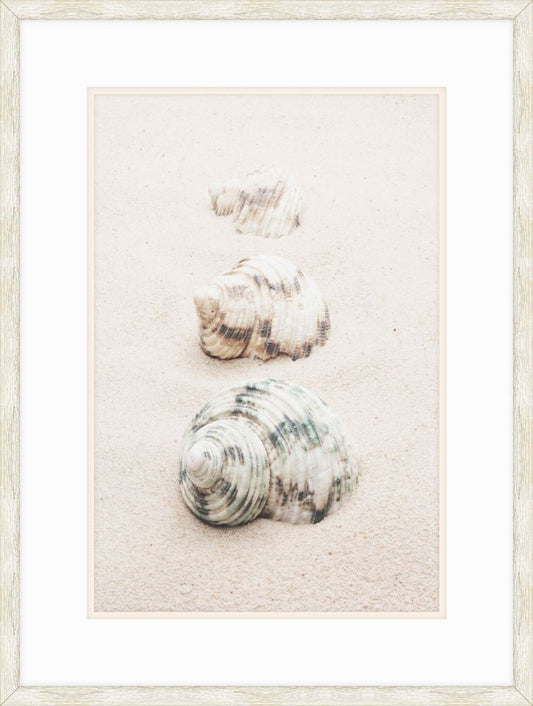 3 Shells in the Sand