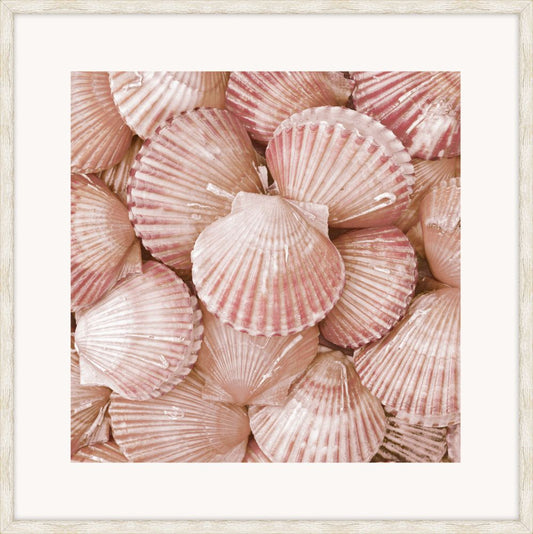 Pink Shells IV
