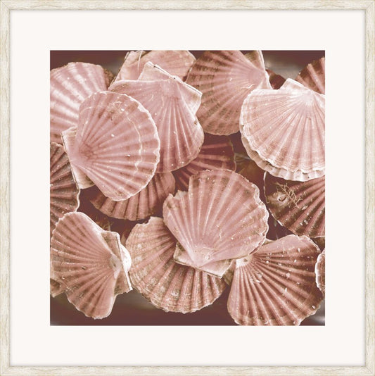 Pink Shells I