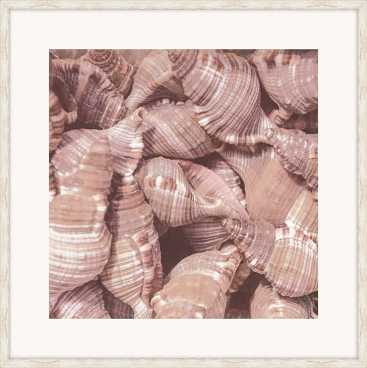 Pink Shells II