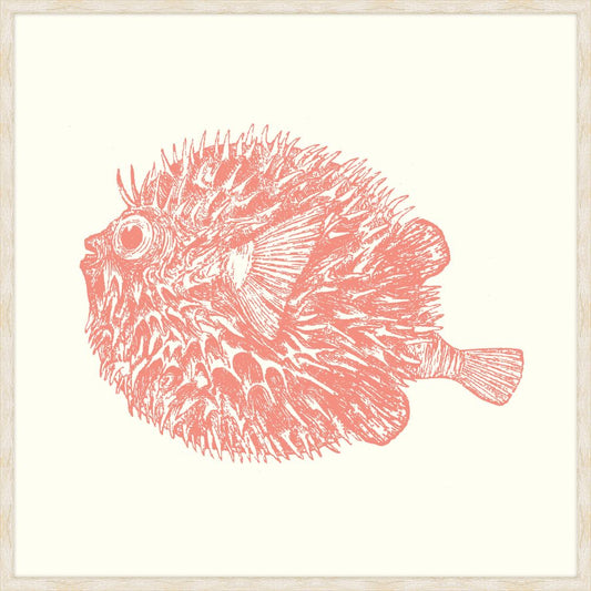 Blowfish In Peachy Pink