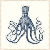 Octopus in Blue