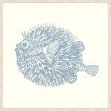 Blowfish In Blue Nose