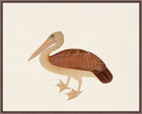 Spoon billed Pelican   Ram Das  1880