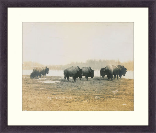 Buffalo at Silver Heights by Walter J McKin, 1904