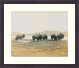 Buffalo at Silver Heights by Walter J McKin, 1904