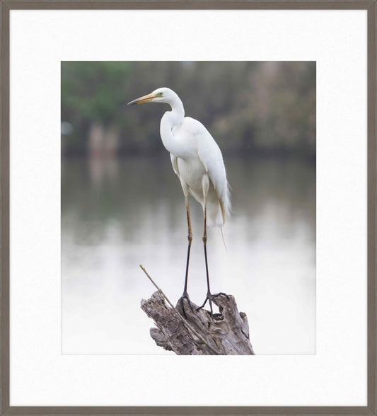 White Egret Perched