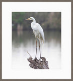 White Egret Perched