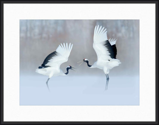 Dancing Red Crowned Cranes