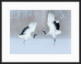 Dancing Red Crowned Cranes
