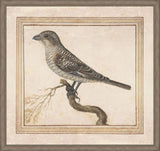 Castrica Fratina  Lincenzo Leonardi  1685