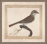 Castrica Passerina  Lincenzo Leonardi  1685