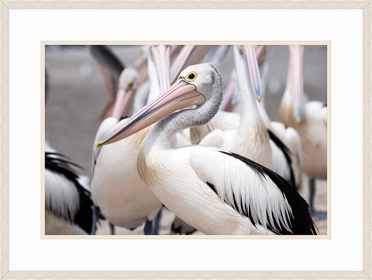 Great White Pelican I