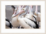 Great White Pelican I