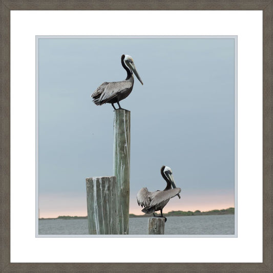Pelicans on the Dock