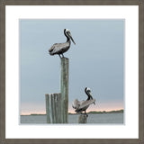 Pelicans on the Dock