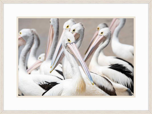 Great white Pelican II