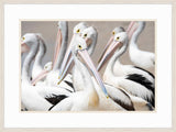 Great white Pelican II