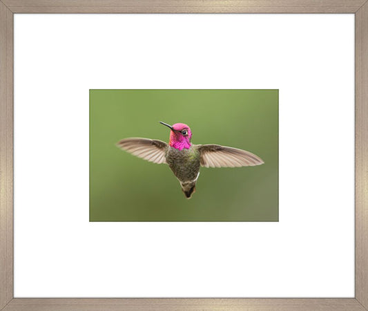 Humming Bird I