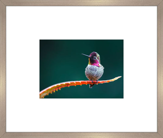 Humming Bird III
