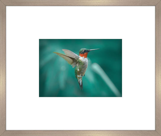 Humming Bird IV