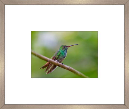 Humming Bird V