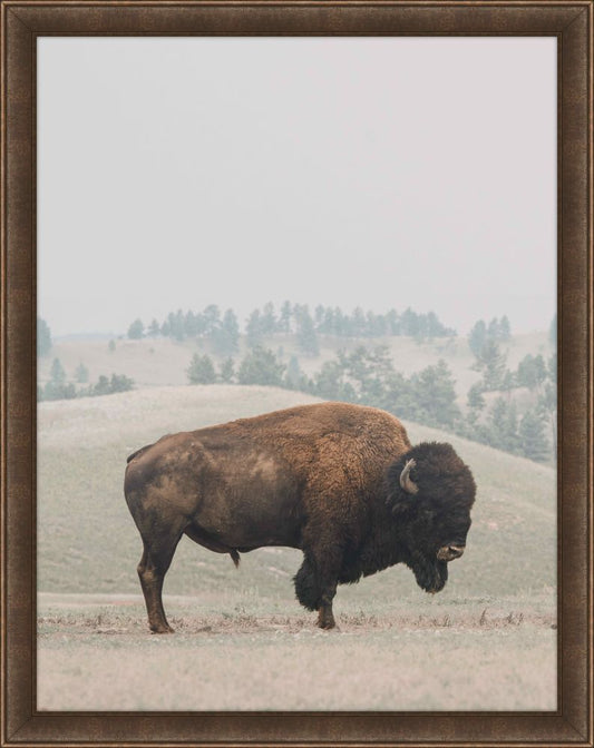 Bison in the Grass