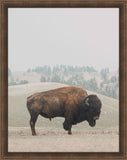 Bison in the Grass