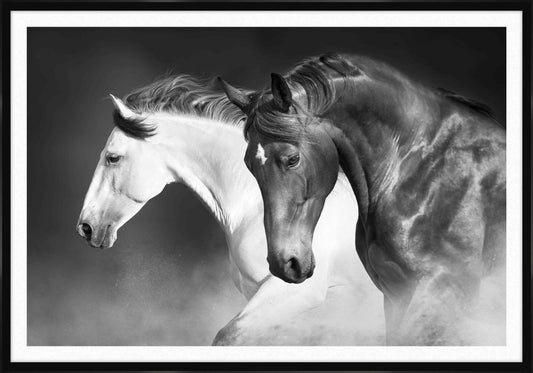 Black and White Stallons