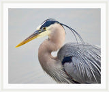 Heron in the Water